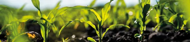 Junge Maispflanzen im Feld Junge Maispflanzen im Feld